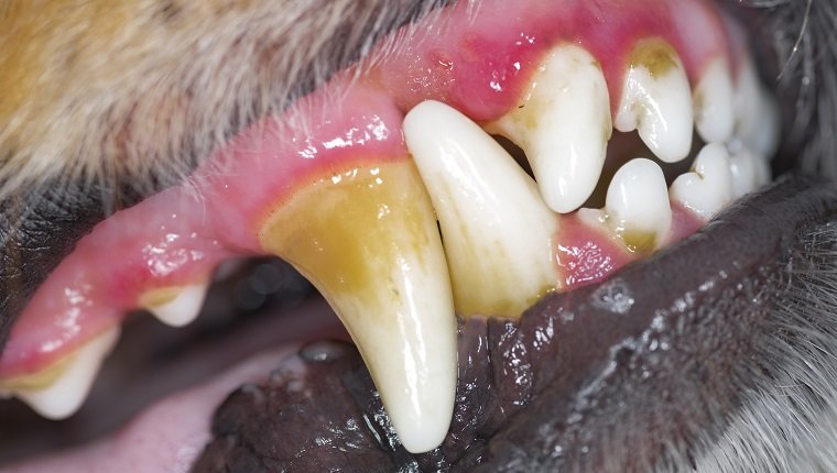 gum treatment for dogs